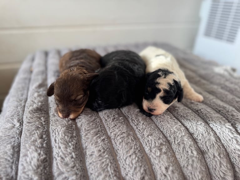 ALL SOLD 3 Beautiful Maltipoos looking for their forever homes