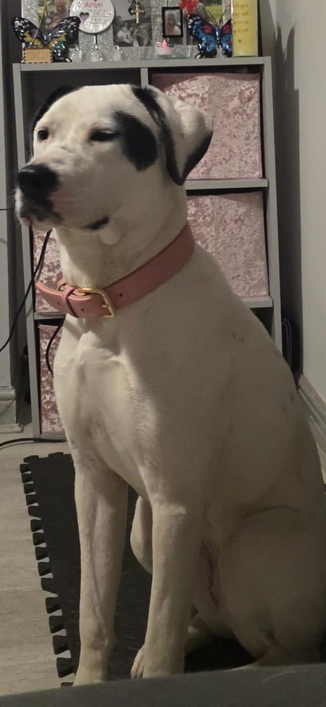 1 year old pup- Large breed