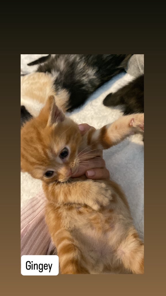 Kittens for sale 