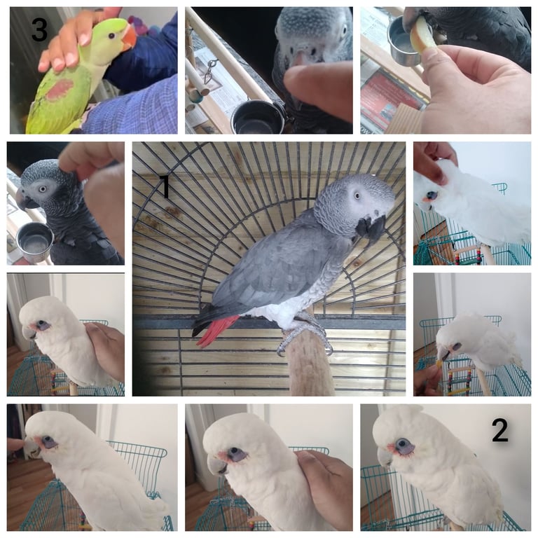 Birds - Cockatiels Budgies Canaries Finches Canarys