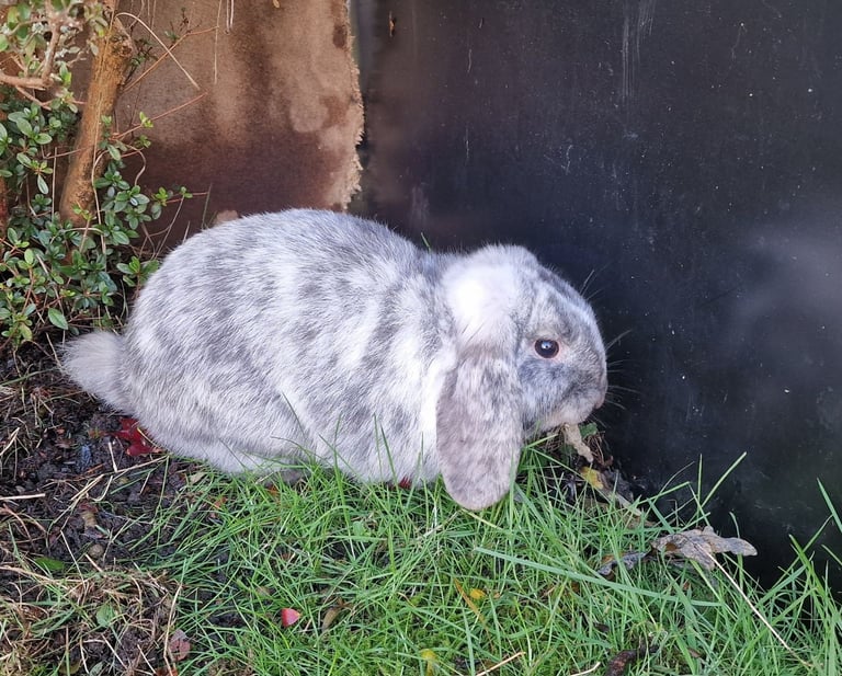 image for Two 6 month old Male mini lop rabbits.