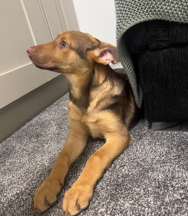 Girl German shepherd puppy