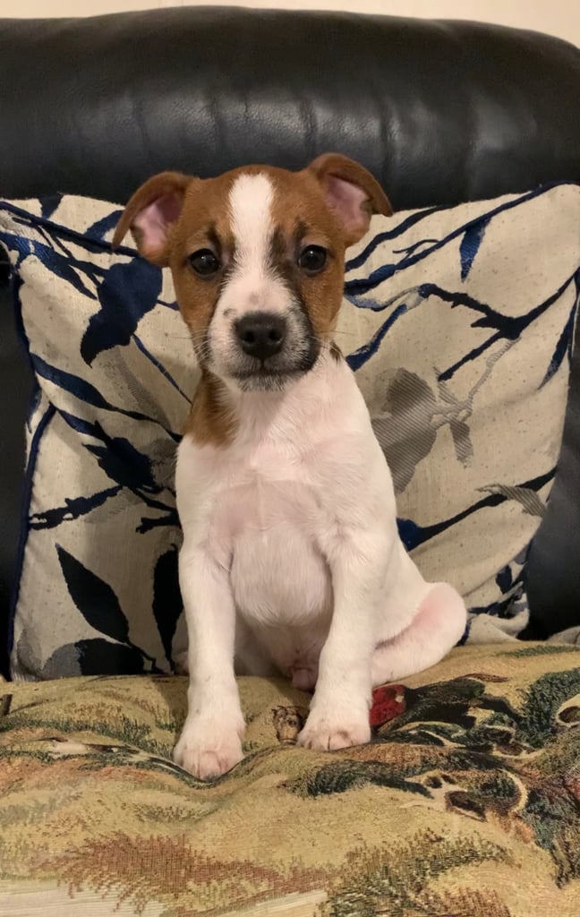 Jaack russel x patterdale