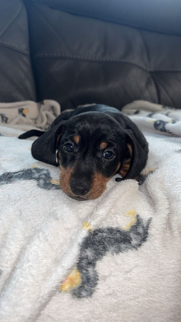 Miniature Dachshund Puppies 