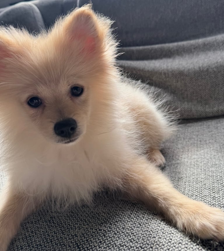 Male Pomeranian for sale 