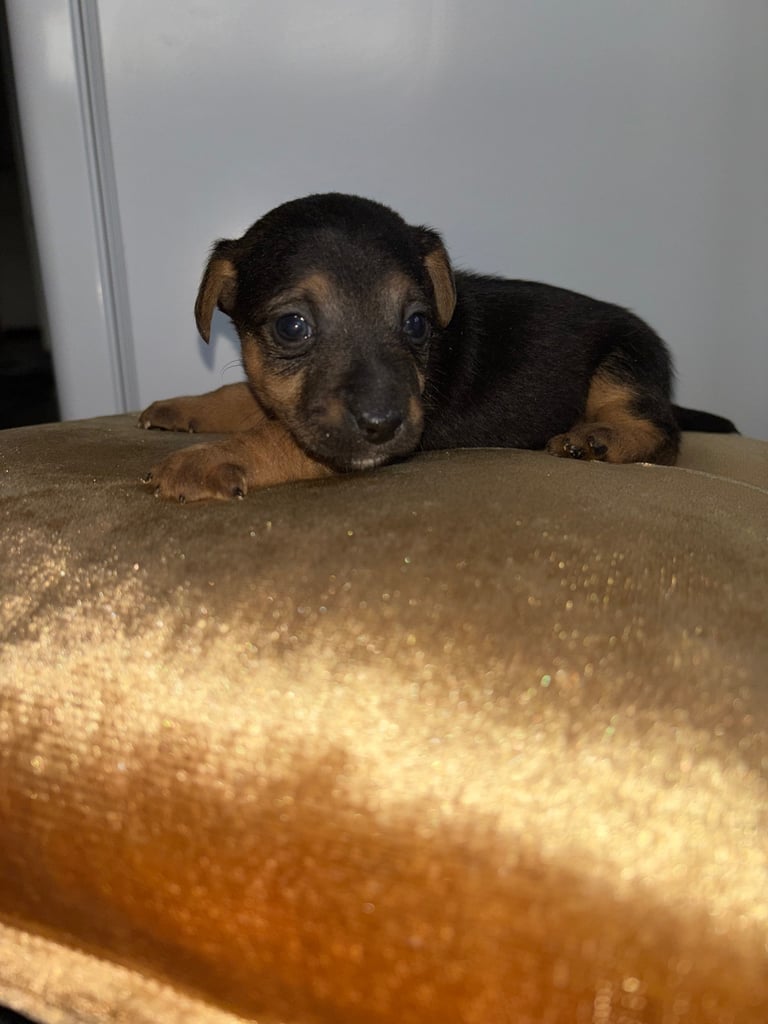 Two gorgeous Jack Russell puppies left