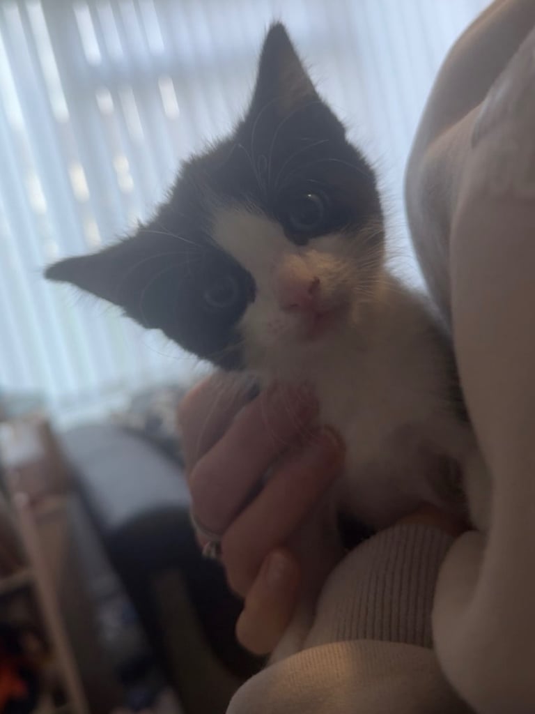 Two kittens left