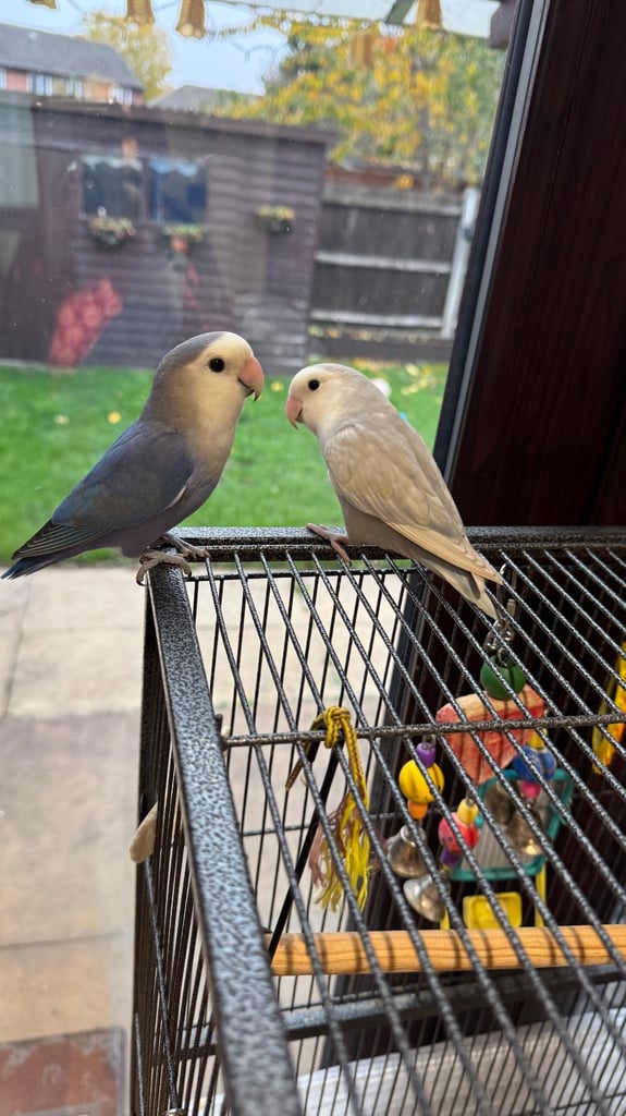 Lovebirds budgie birds 
