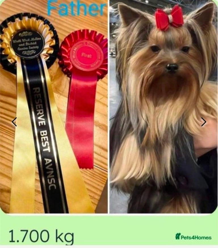 Yorkshire Terrier Baby face boys for sale 😍