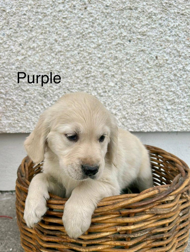 Gorgeous Cream KC Golden Retriever Puppies