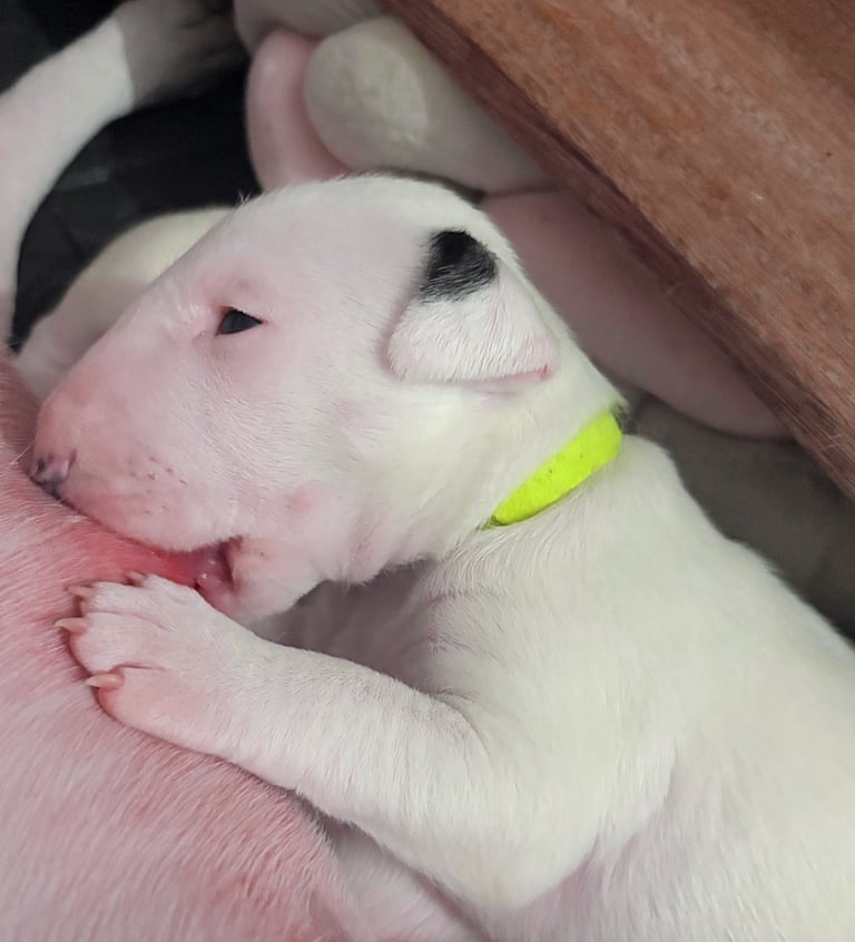 KC English Bull Terrier puppies 🐾
