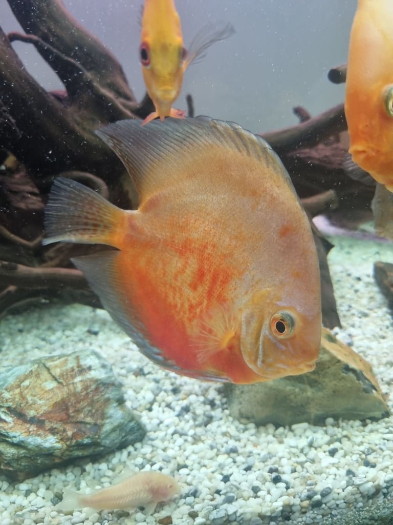 image for Discus Fish 