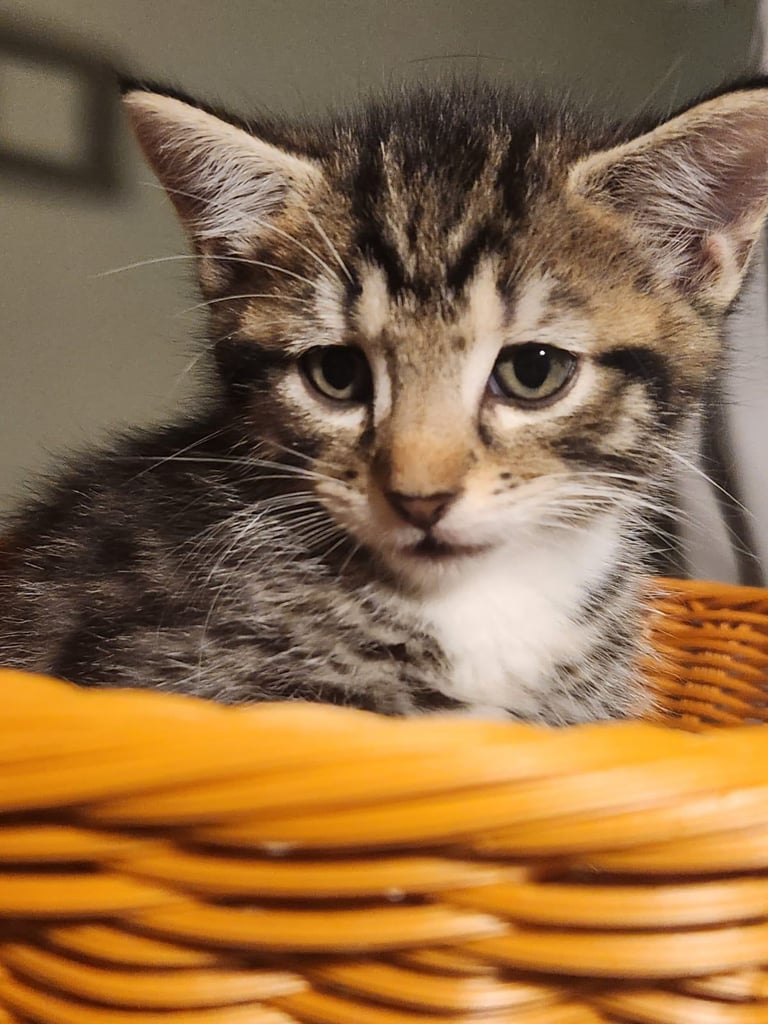 mixed siberian ragdoll kittens
