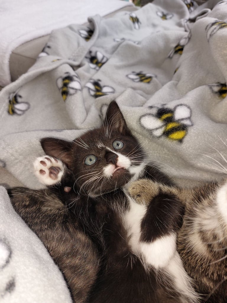 4 gorgeous kittens for sale. 