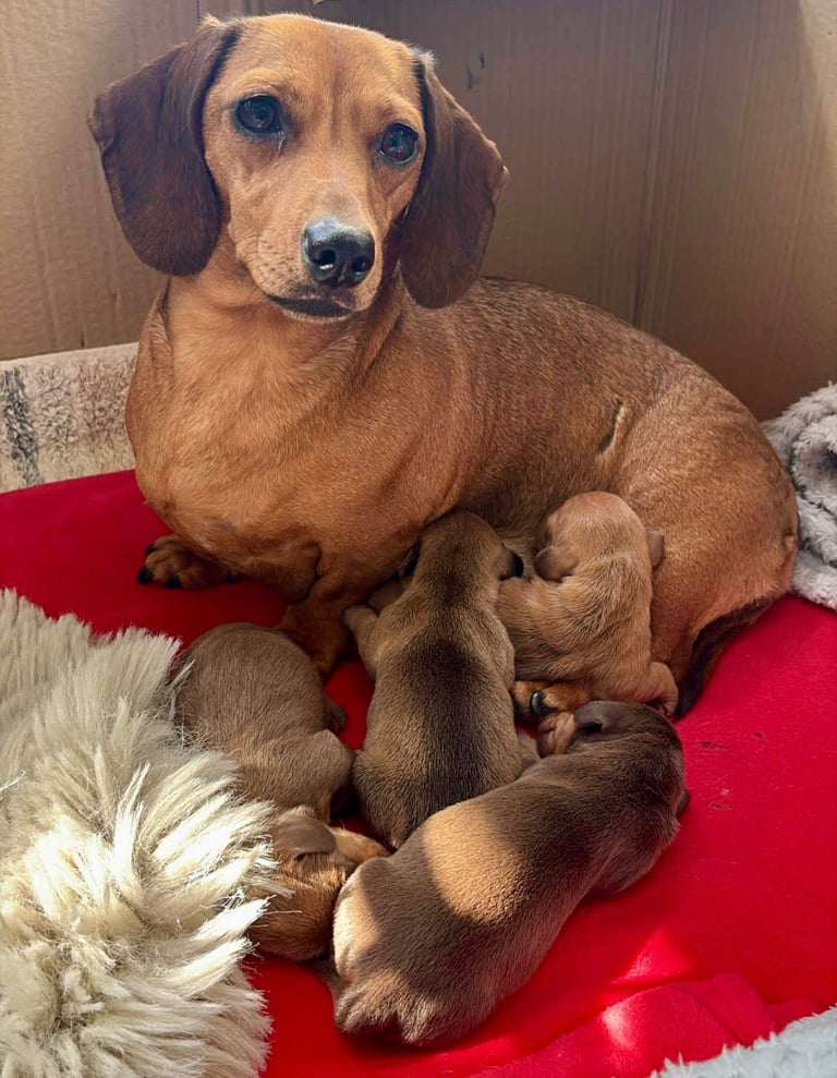 Miniature Dachshund Puppies