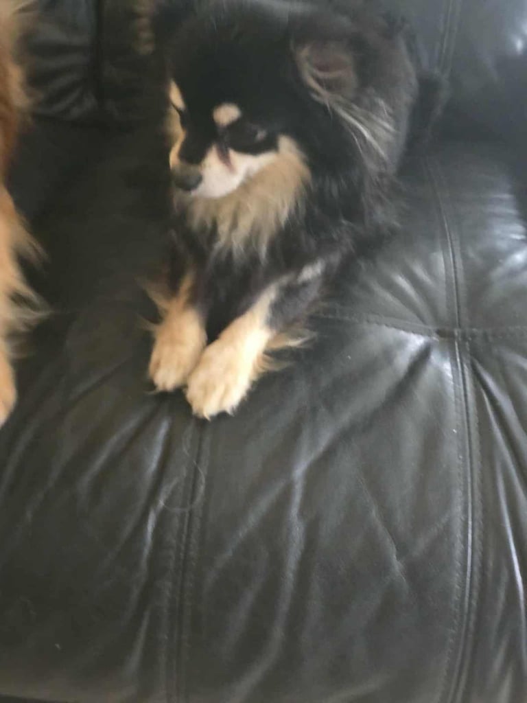 image for chihuahua for sale 