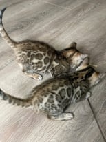TICA Bengal Kittens - Stunning pattern