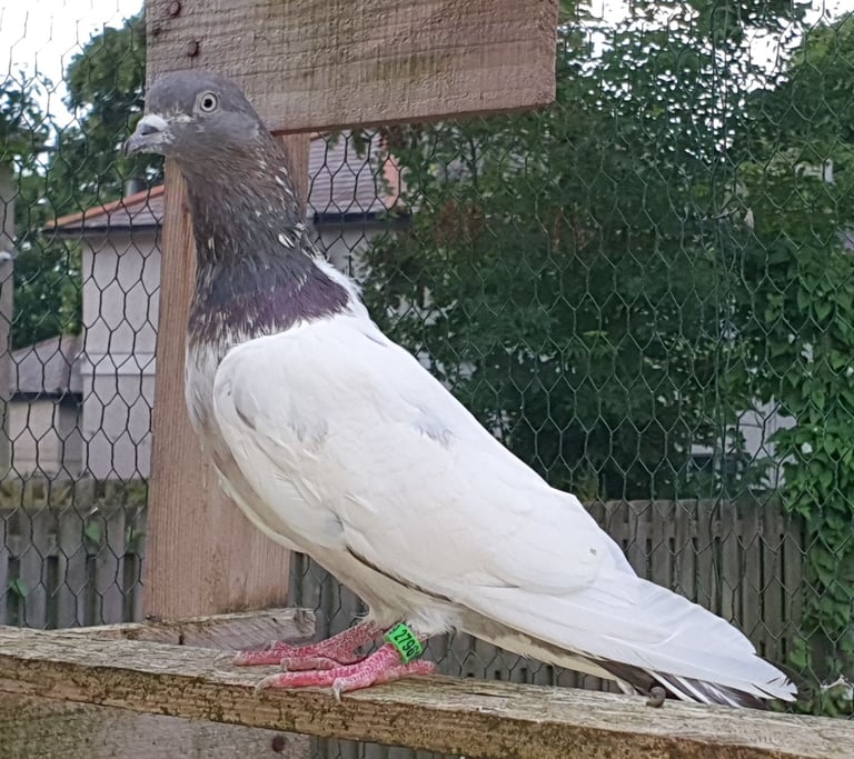 Pakistani Highflyer Pigeons For Sale