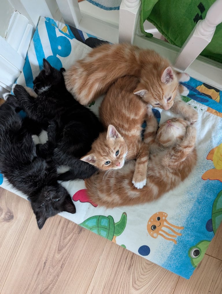Adorable kittens looking for new homes