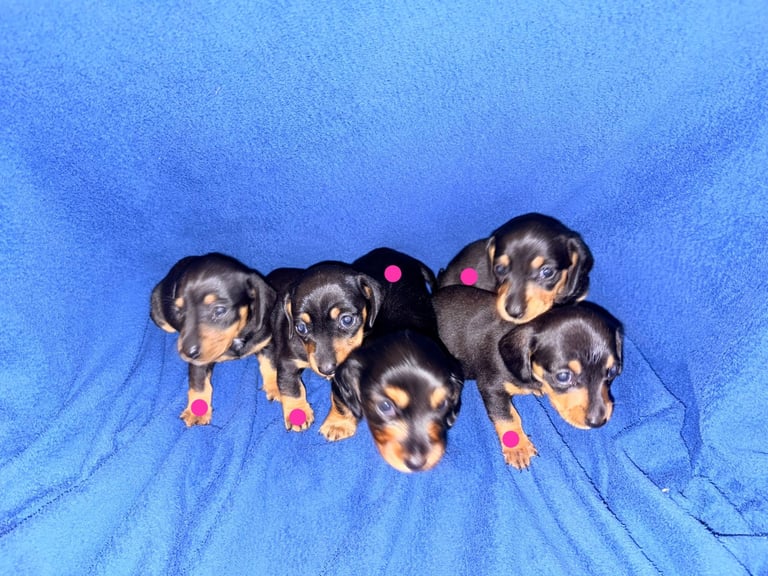 8 dachshund puppies 5girls 3boys