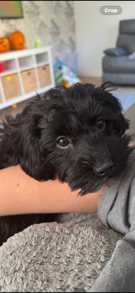 Cockapoo puppy 