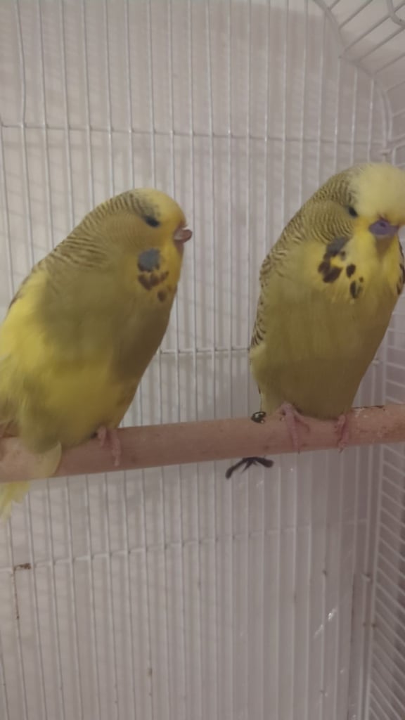 Pair of budgies Cannot be seperated