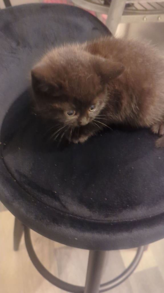 Chocolate BSH Kitten – Ready Now,!