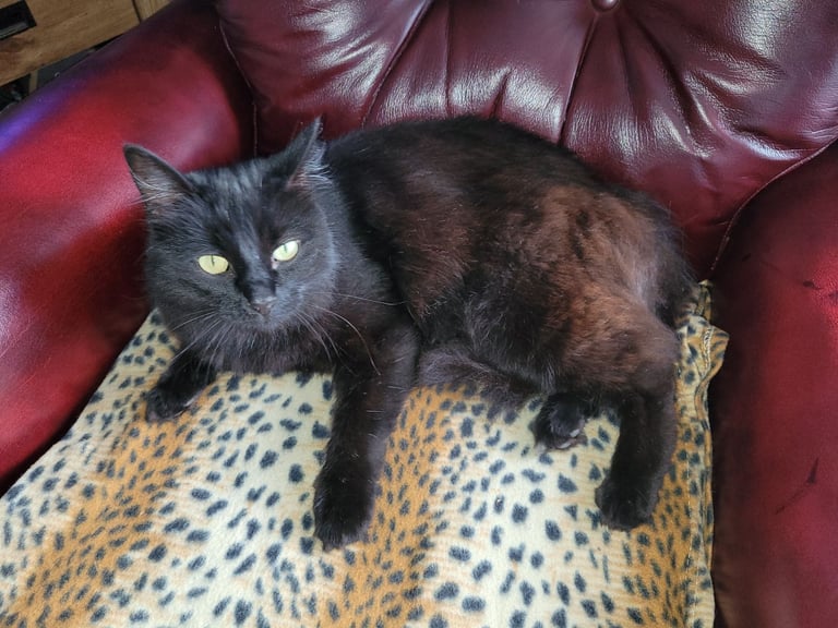 Very loving black female cat looking for new home