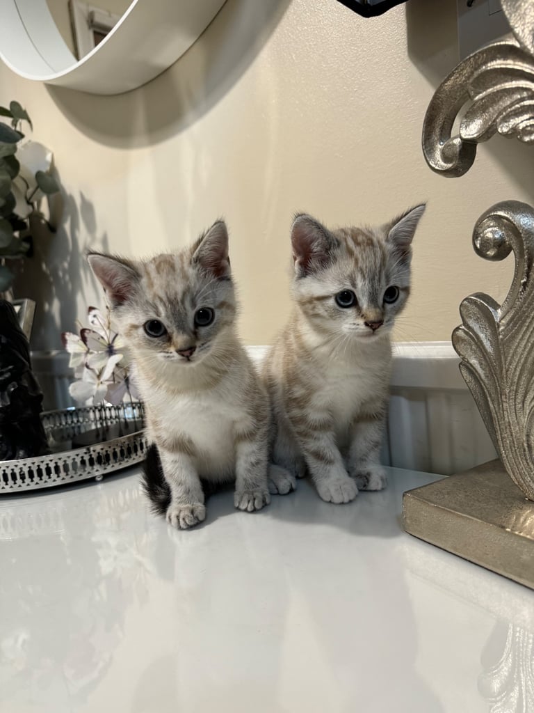 Unique shorthair kittens 