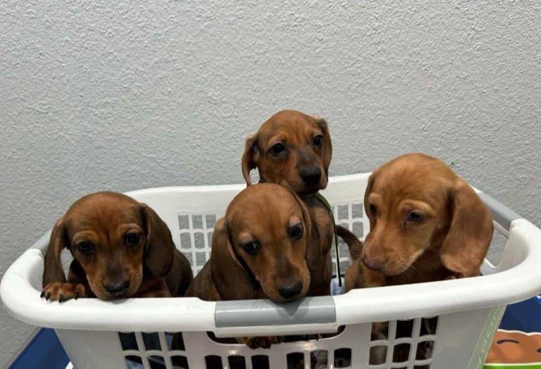image for Miniature dachshund puppies 