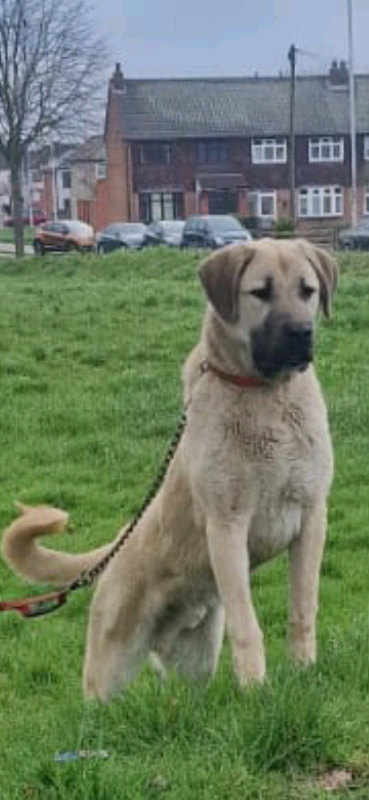 Kangal for cheap sale gumtree