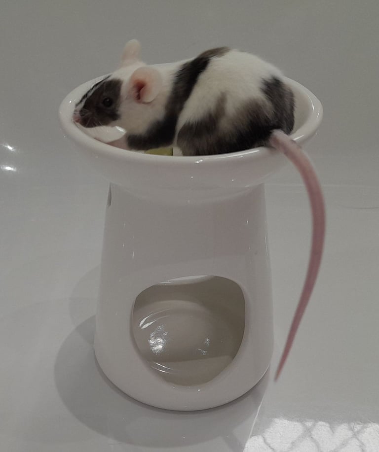 Mice for sale (Bucks)