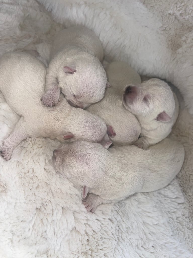 Westie puppies 