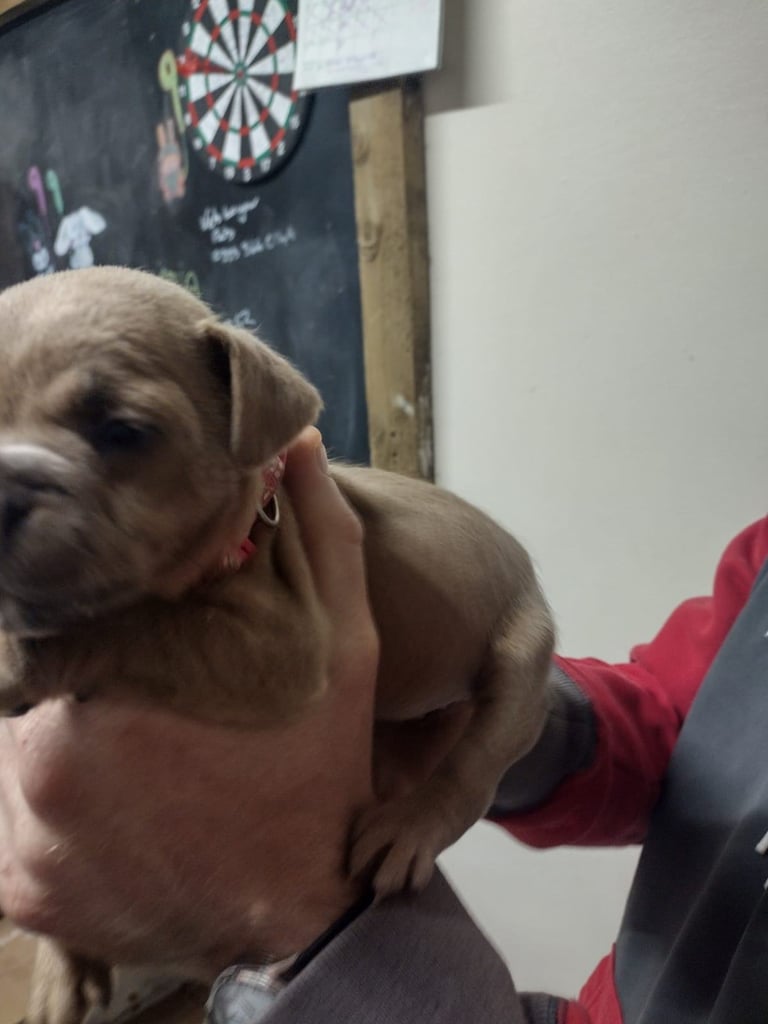 French x staffy x cocker spaniel 