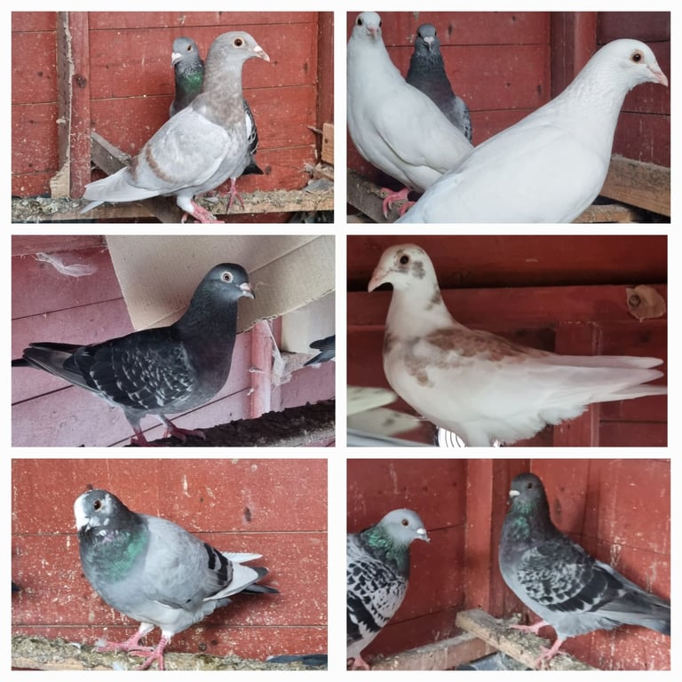 Pigeons mix colour