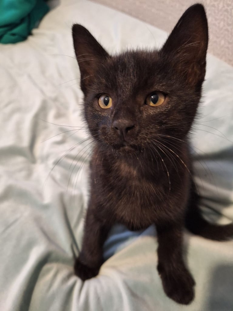 Lovely kittens for sale 