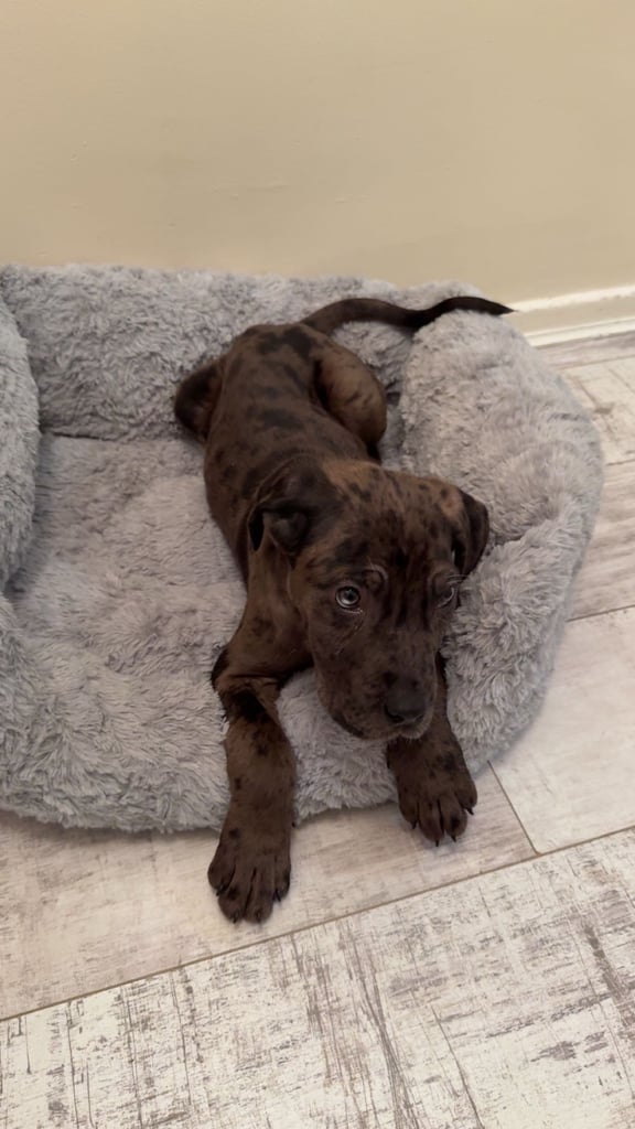 image for Stunning cane corso puppy (Boy)