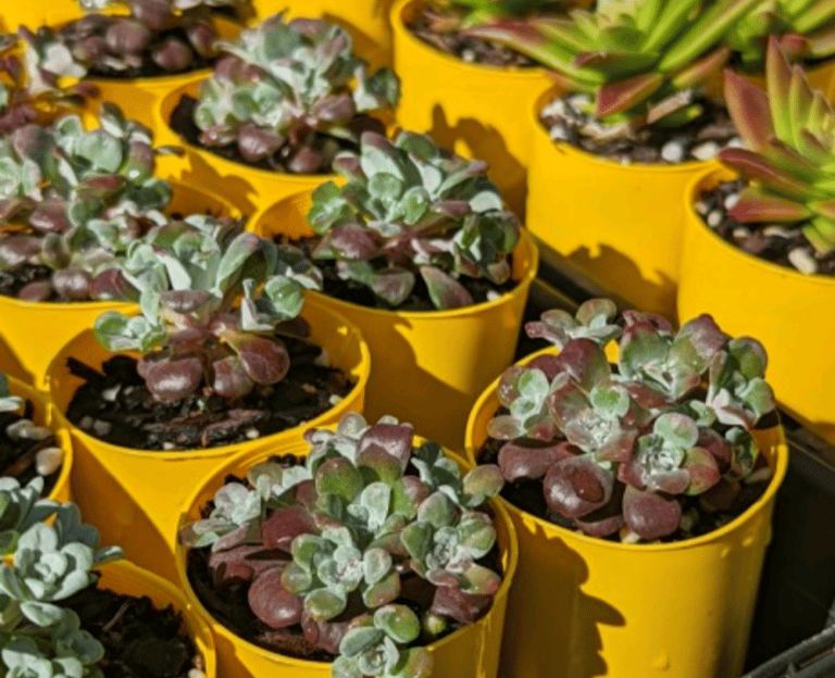 image for Sedum Purpureum Ground cover 🌿