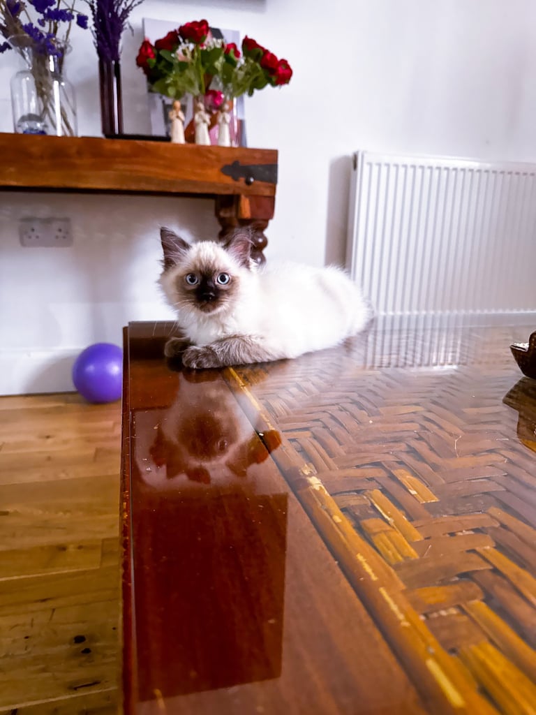 Adorable Male Ragdoll Kitten – 2 Months Old 🐾 £700