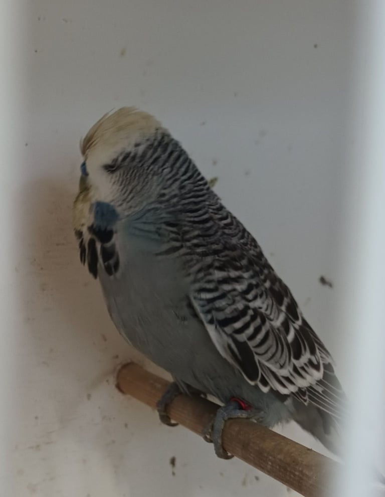 3 English Exhibition Budgies