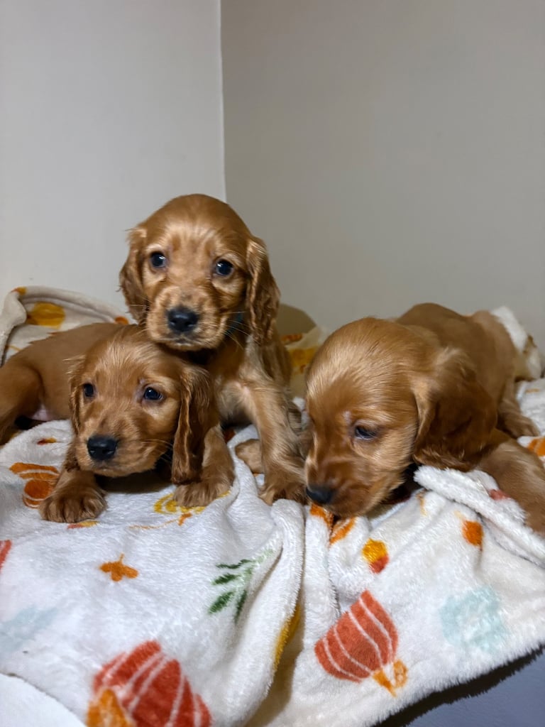 Cocker spaniel puppies 