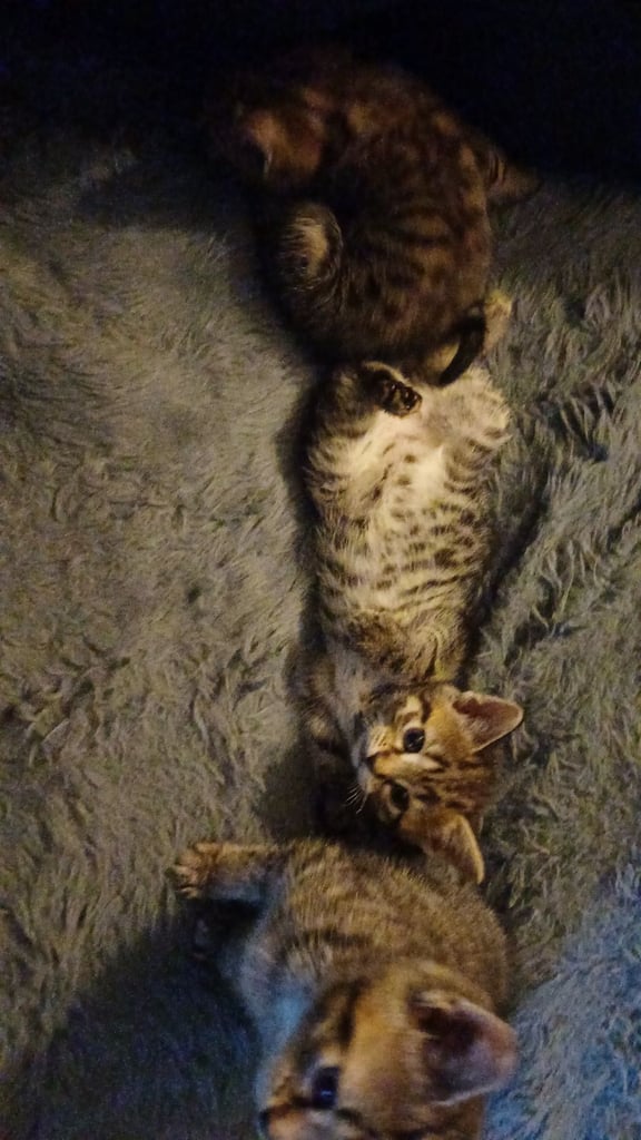 Bengal cross kittens