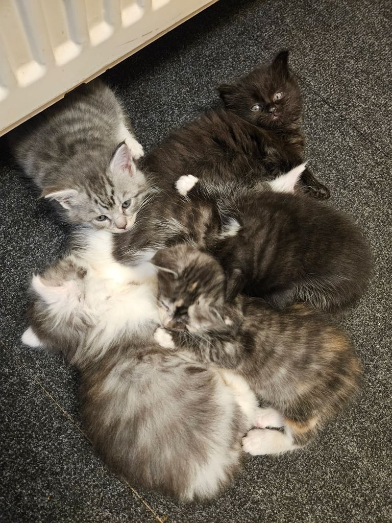Kittens For Sale - Maine Coon Mother 