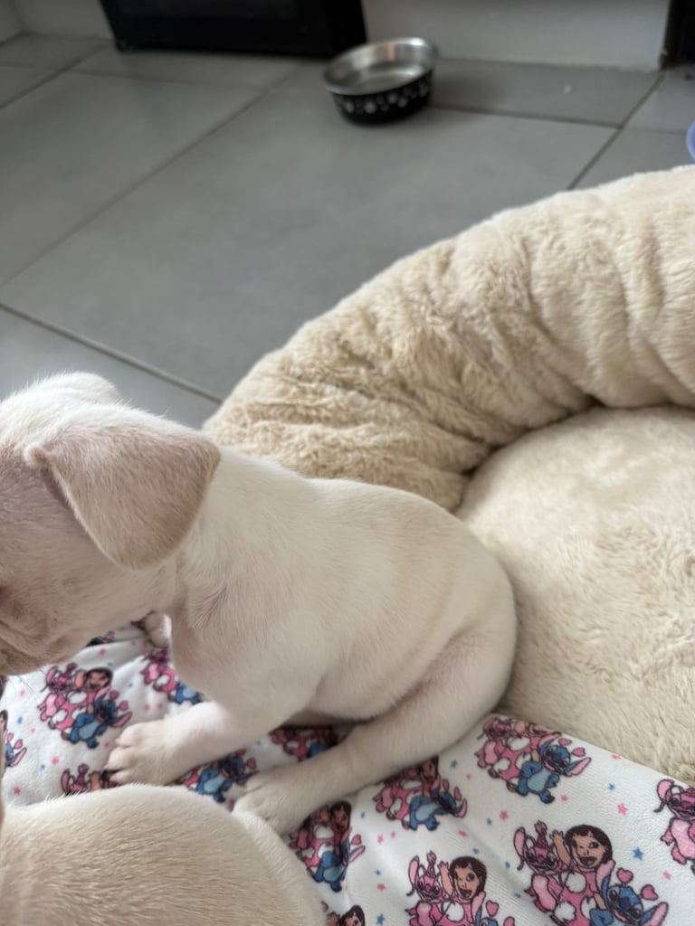 Female cream french bulldog puppie