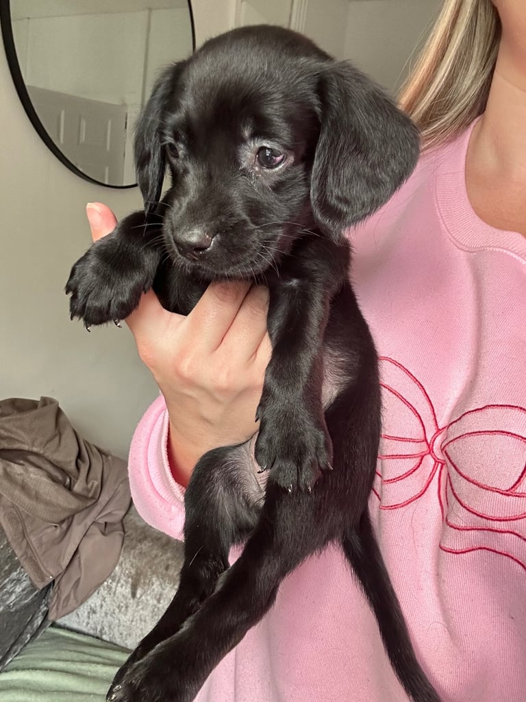 *ALL RESERVED* ¾ Labrador, ¼ Springer Spaniel puppies