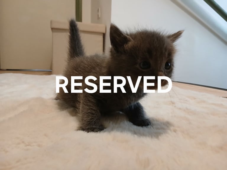  kittens for sale