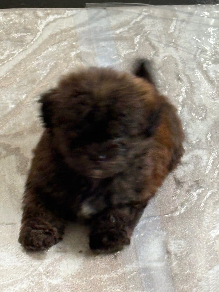 Shih Tzu x poodle 