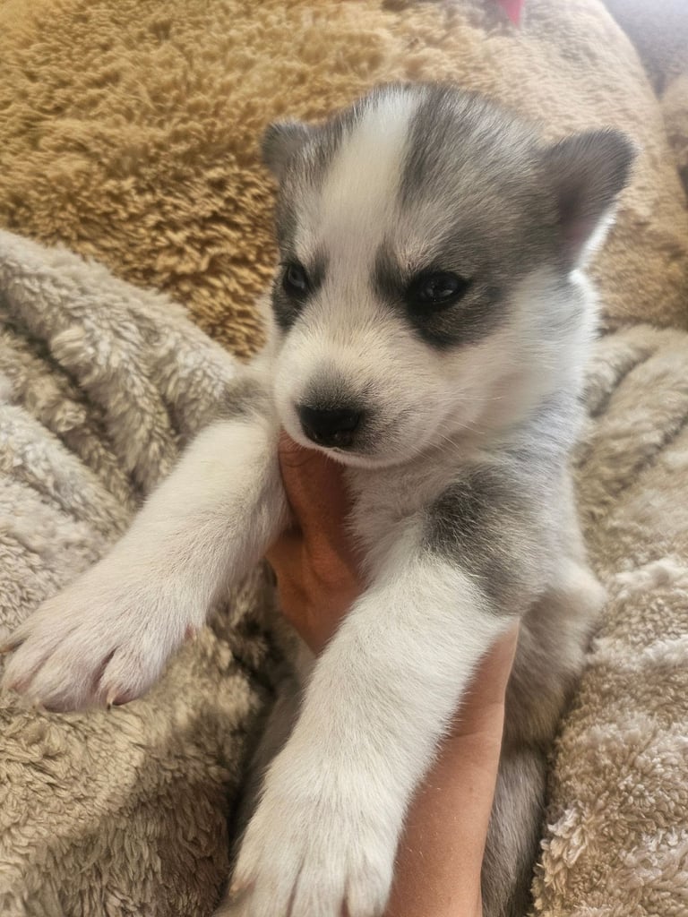 Husky Puppies Wolf Gray Siberian Husky Blue Eyes Wolf Dog For Sale