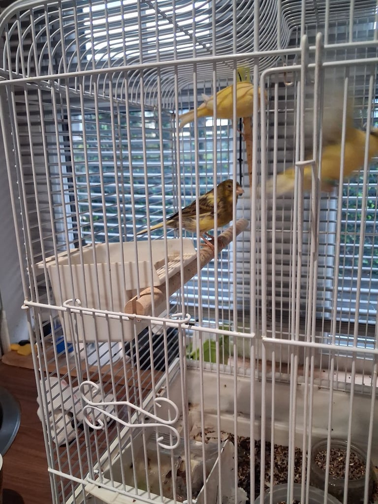 FIFE FANCY CANARIES.