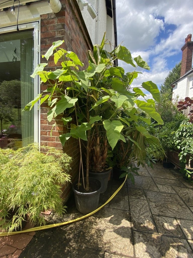 image for Huge 8ft Blue Fortunei Tree absolutely stunning